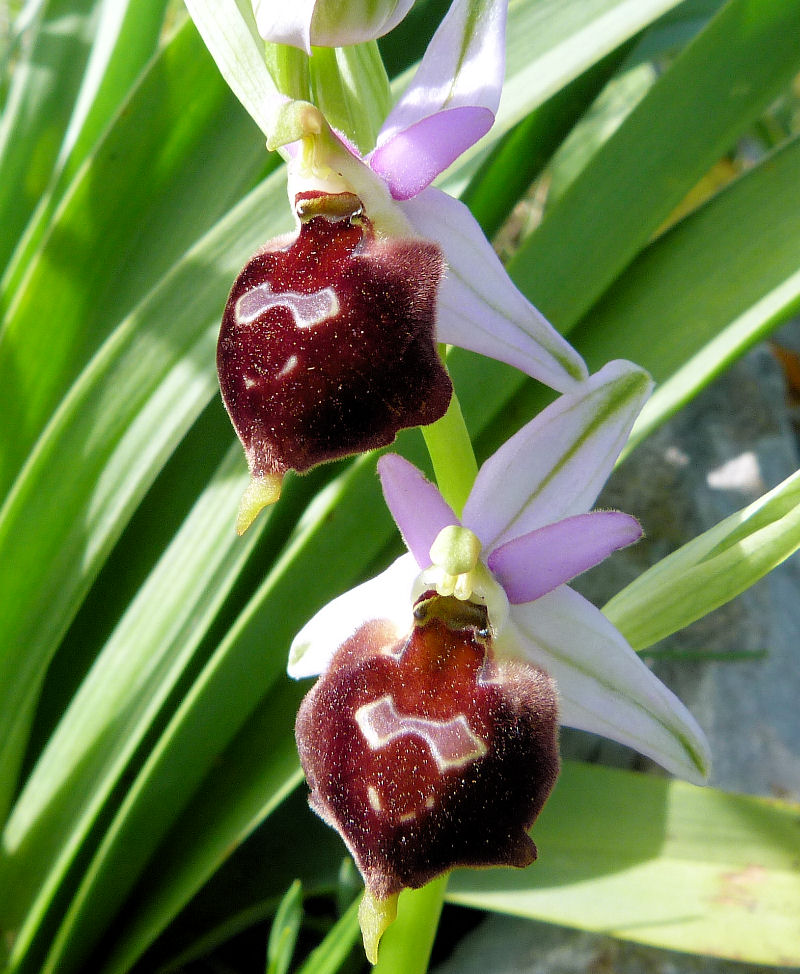 Ophrys crabronifera subsp. biscutella